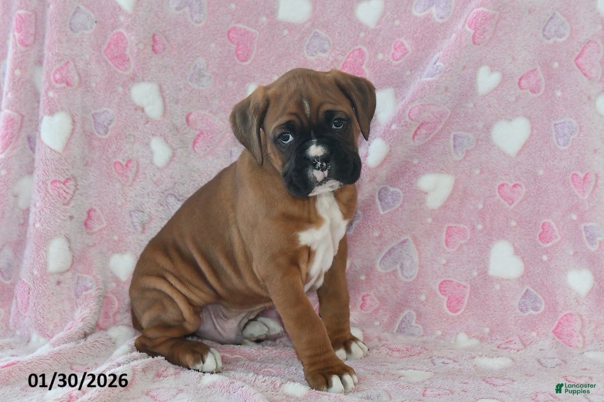 Boxer dogs Maverick - Ad 33