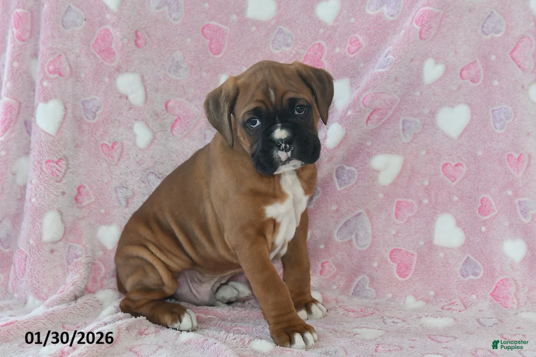 Boxer dogs for sale: Maverick - Ad 1