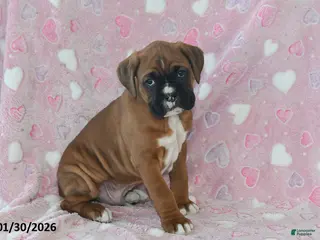 Boxer dogs Maverick - Ad 33