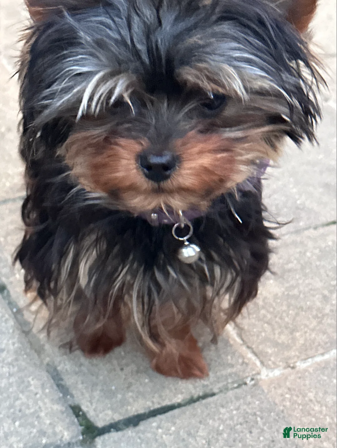 Yorkshire Terrier dogs for sale: Jakey- TEACUP who is also Potty and Crate Trained  - Ad 2