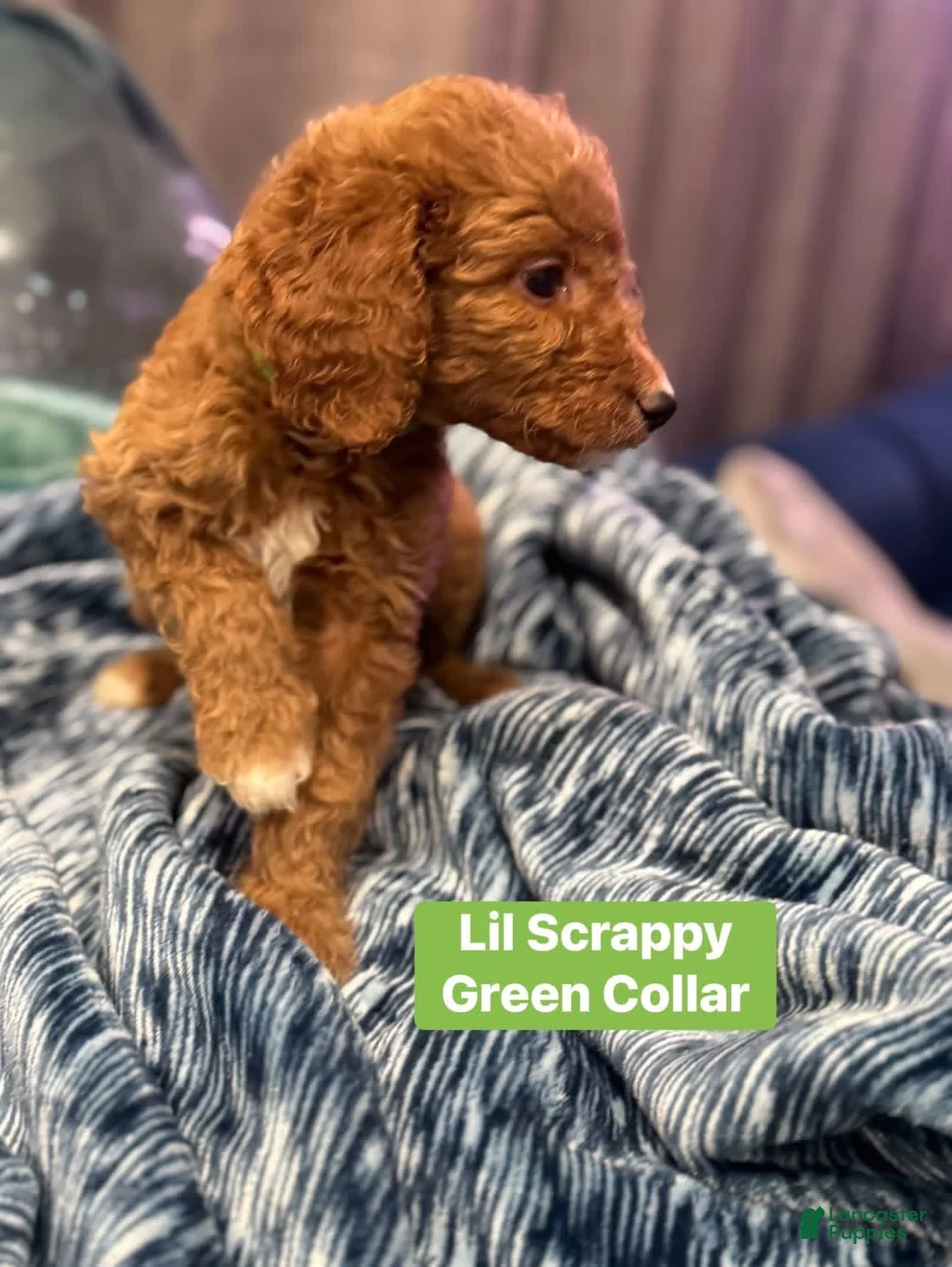 Standard Poodle dogs for sale: Lil Scrappy - Ad 1