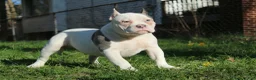 American Bully dogs for sale: Wilbur  - Ad 4