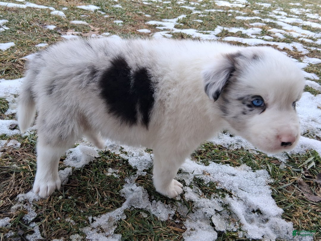 Border Collie dogs for sale: Max - Ad 4