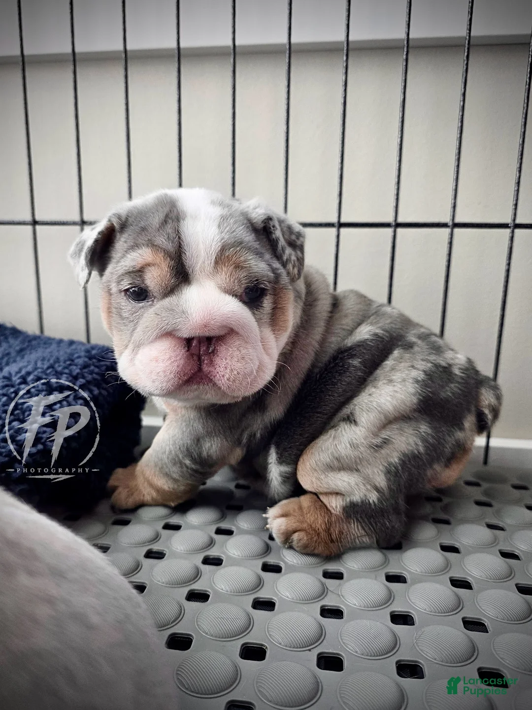 English Bulldog dogs for sale: Tilly - Ad 2