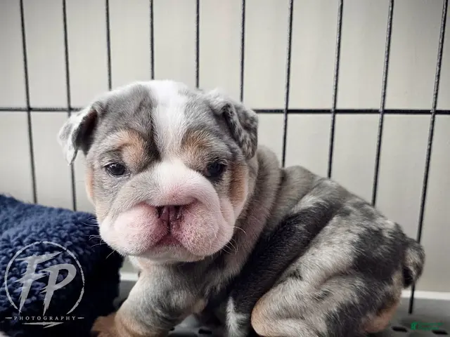 English Bulldog dogs for sale: Tilly - Ad 2