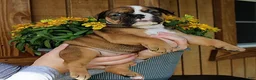 Olde English Bulldogge dogs for sale: Ridge - Ad 6
