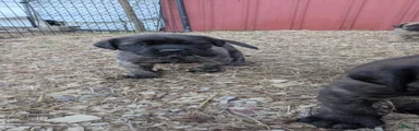 Red Collar Male