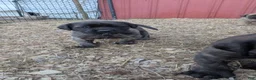 English Mastiff dogs for sale: Red Collar Male - Ad 1