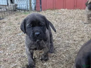English Mastiff dogs Red Collar Male - Ad 23