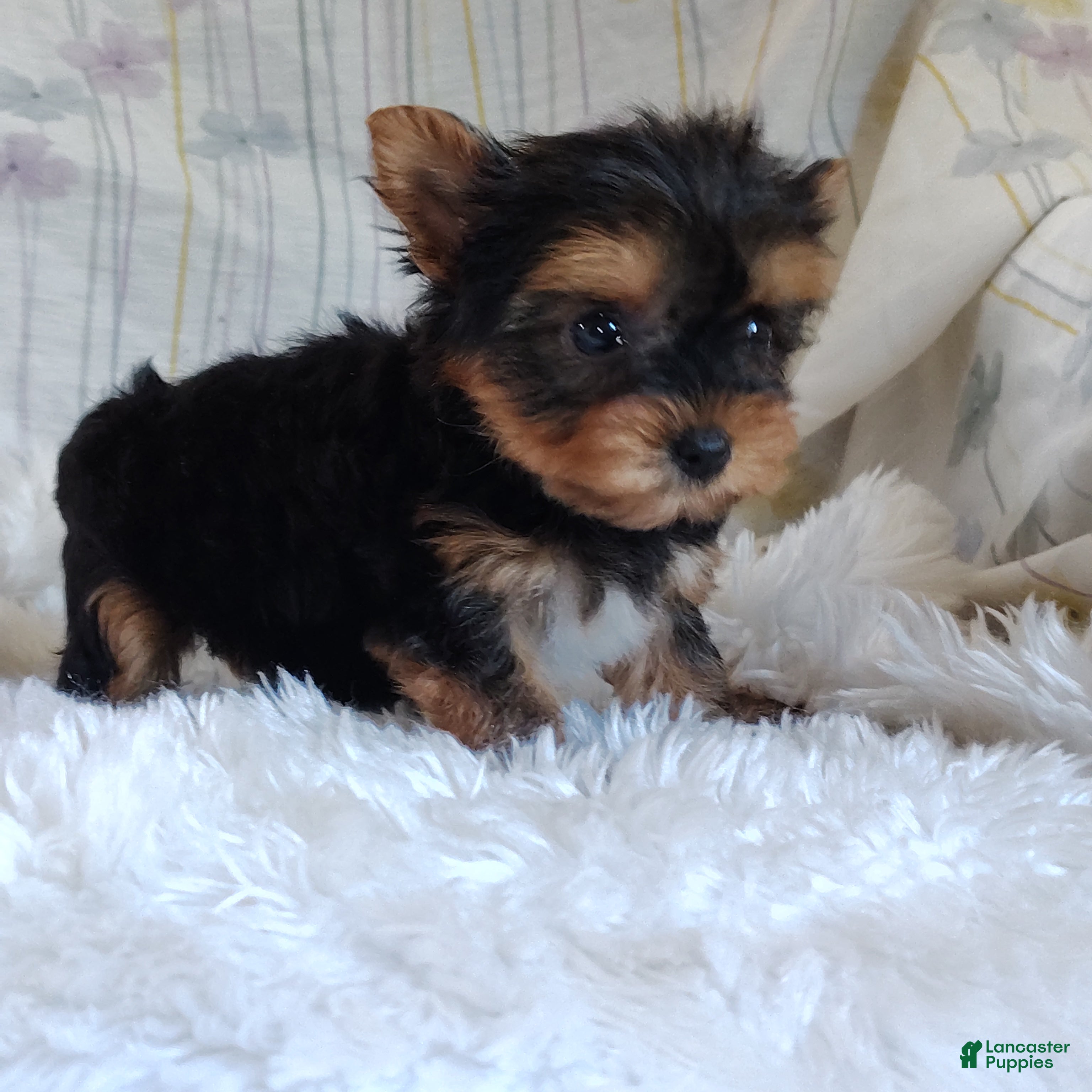 Yorkshire Terrier dogs Tinkerbell - Ad 2