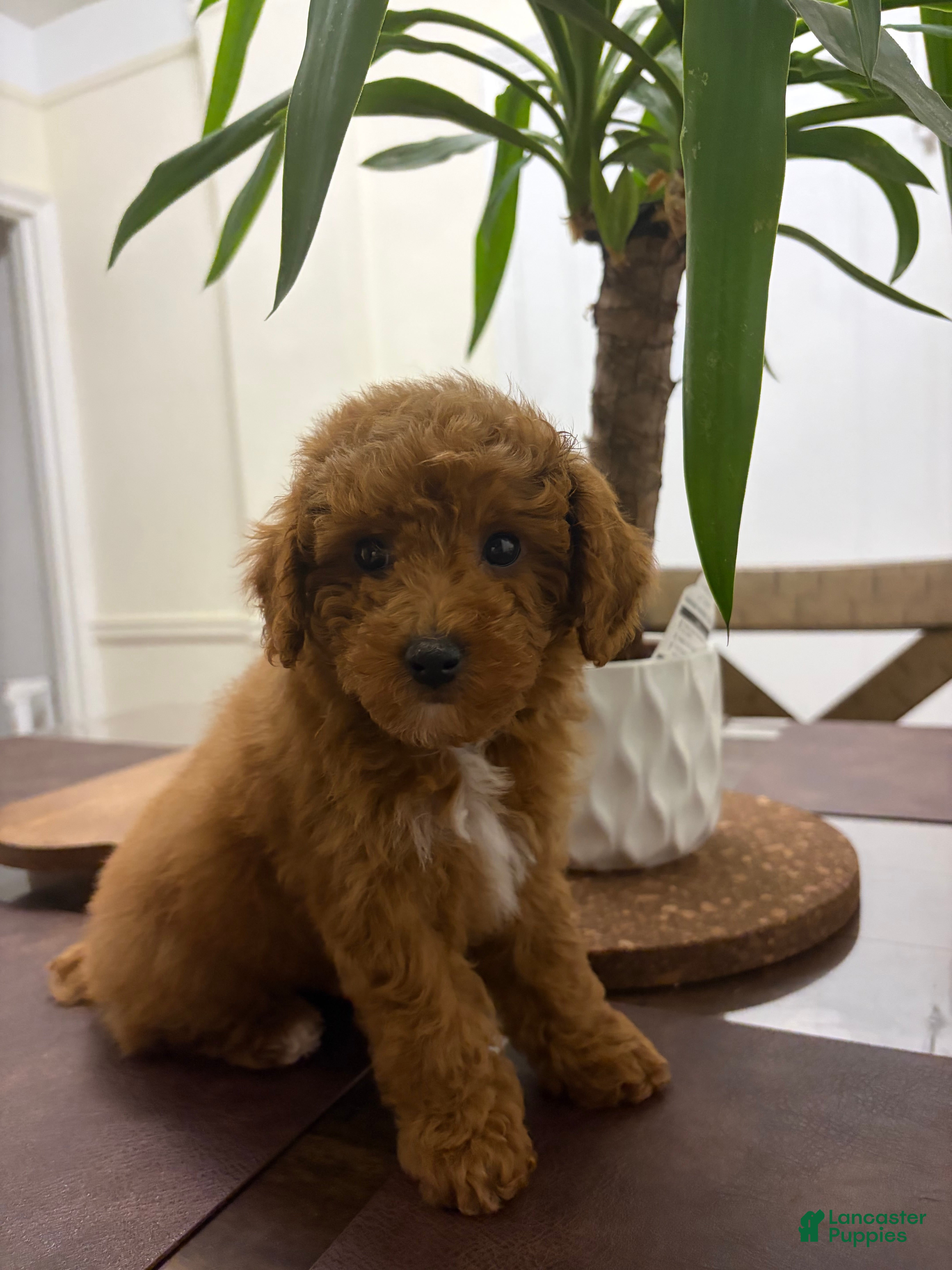 Toy Poodle dogs July - Ad 19
