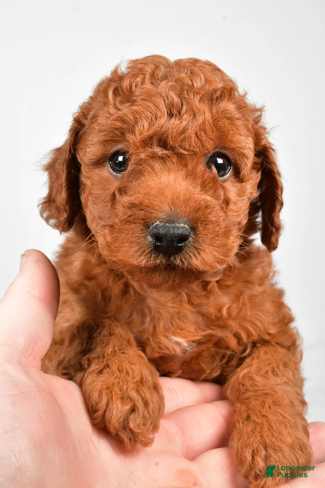 Miniature Poodle dogs for sale: Rocky - Ad 5
