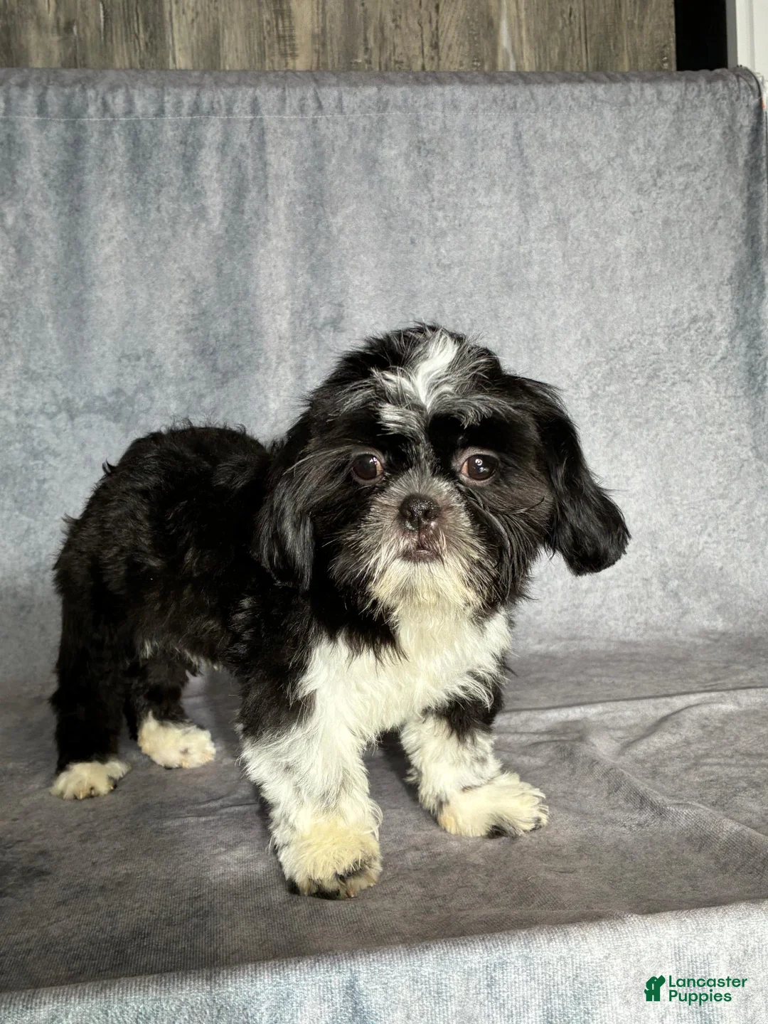 Shih Tzu dogs for sale: Glenn - Ad 1