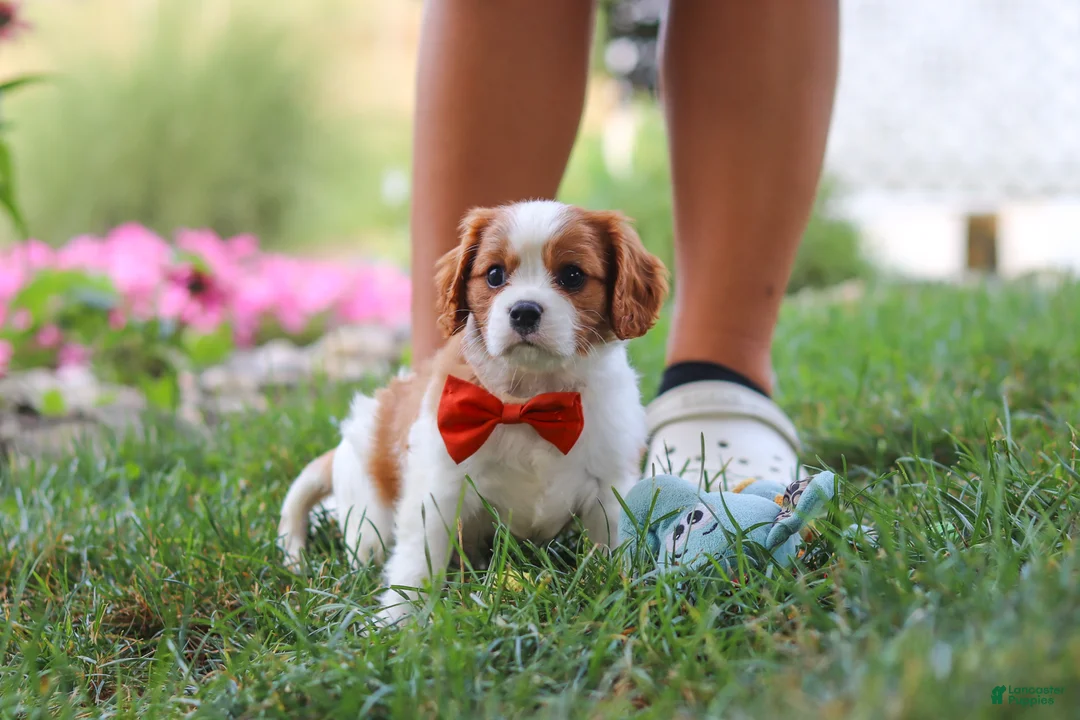 Cavalier King Charles Spaniel dogs for sale: Carter - Ad 2