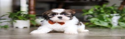 Shih Tzu dogs for sale: Brady - Ad 3