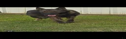 German Shepherd dogs for sale: German Shepherd 1 - Ad 5