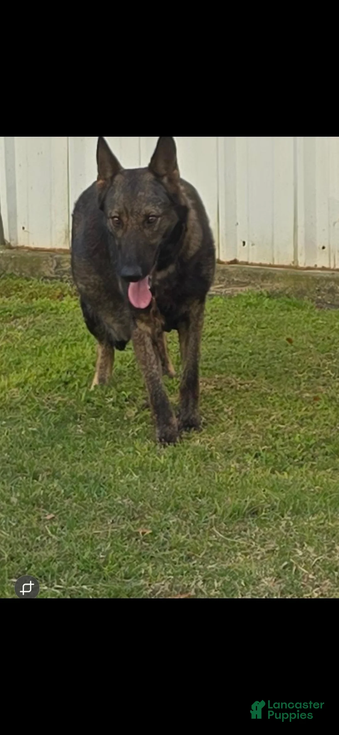 German Shepherd dogs for sale: German Shepherd 1 - Ad 5