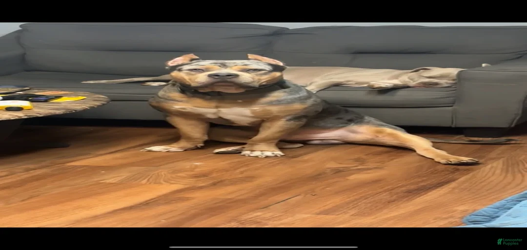 Gallery Image {{count}}