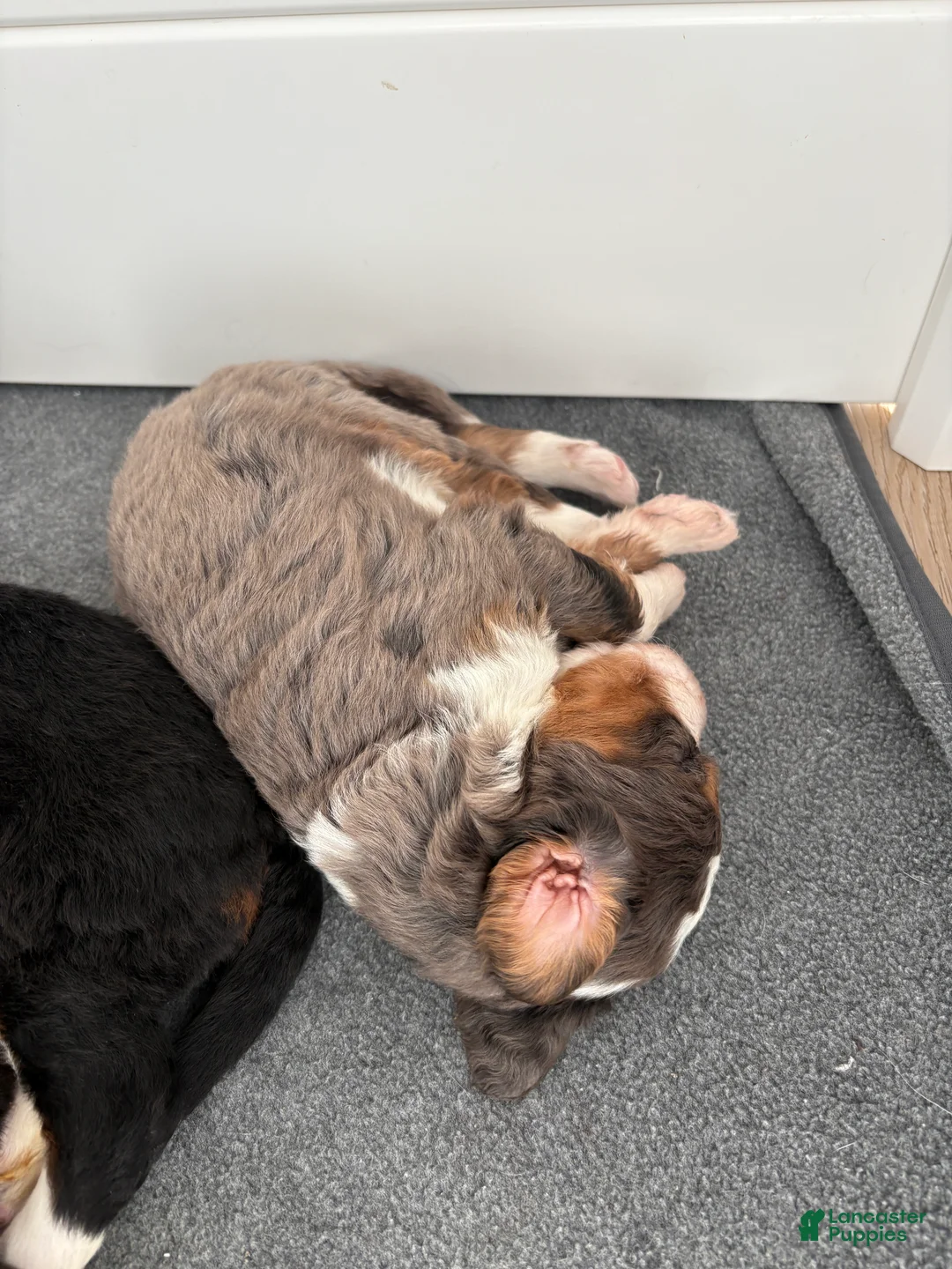 Bernedoodle dogs for sale: Bozey - Ad 5