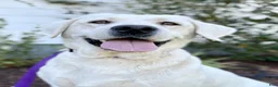 Labrador Retriever dogs for sale: Labrador Retriever 1 - Ad 3