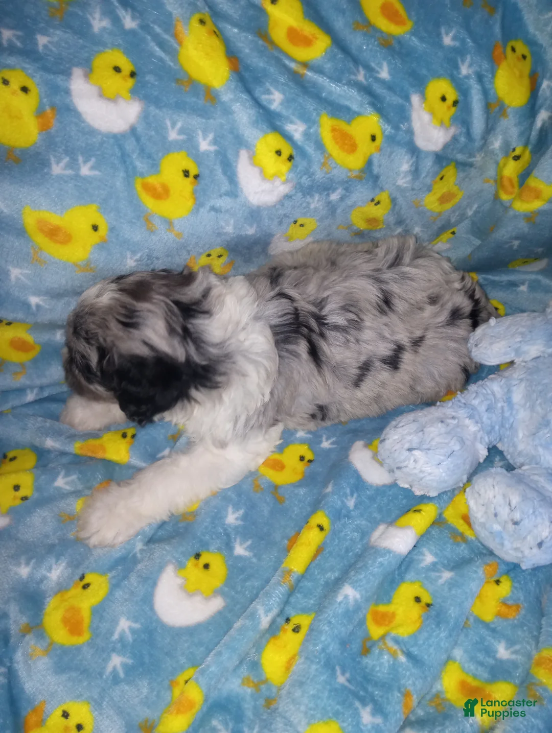 Aussiedoodle dogs for sale: Aussiedoodle Puppy 1 - Ad 2