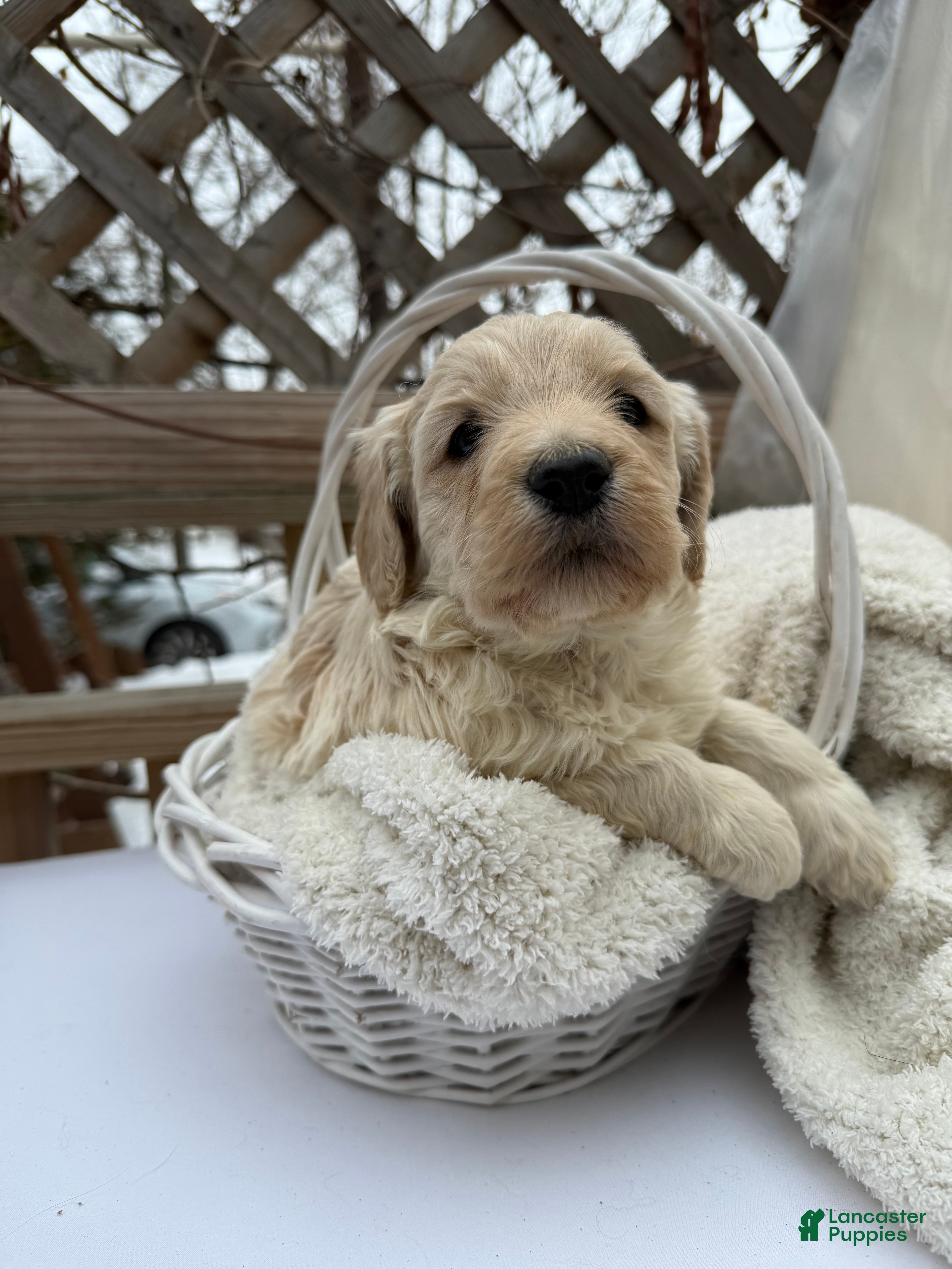 Goldendoodle dogs Cloud  - Ad 35