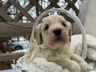 Goldendoodle dogs Cloud - Ad 35