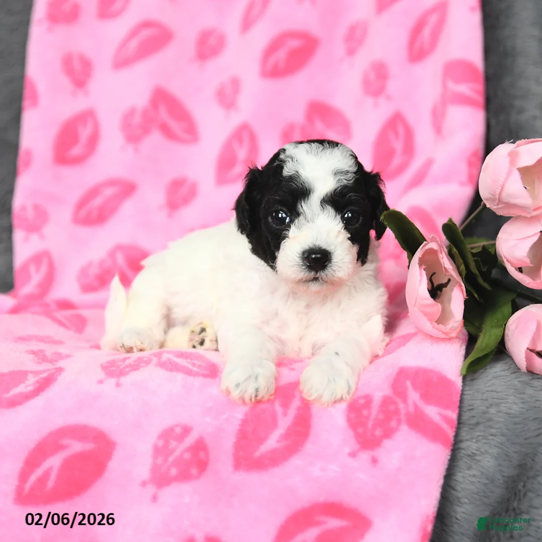 Bichpoo dogs for sale: Duncan - Ad 4