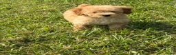 Toy Poodle dogs for sale: Goldie  - Ad 5