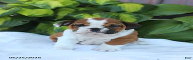 Reba