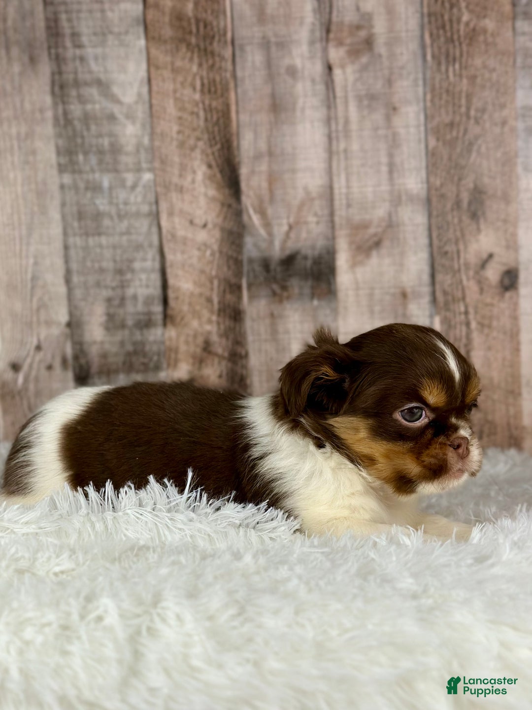 Shih Tzu dogs for sale: Girl Kinsley - 8935 - Ad 3