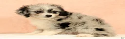 Mini Aussiedoodle dogs for sale: Macey - Ad 6