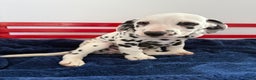 Dalmatian dogs for sale: Tara - Ad 13