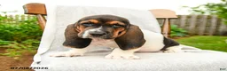 Basset Hound dogs for sale: Bartley - Ad 2