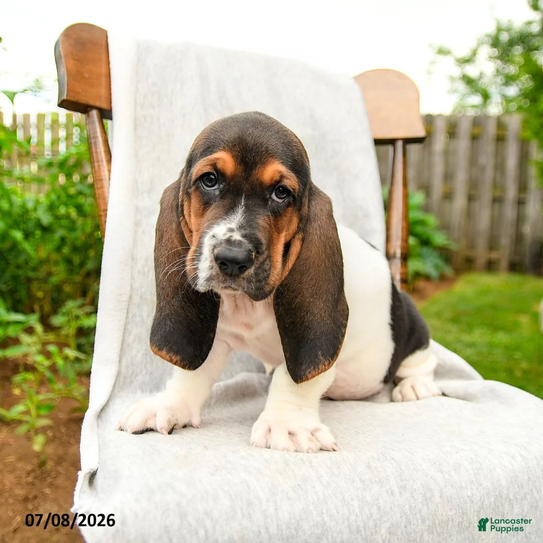 Basset Hound dogs for sale: Bartley - Ad 2