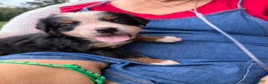 Bernese Mountain Dog 2. Green collar 