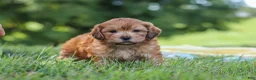 Yorkiepoo dogs for sale: Ollie - Ad 7