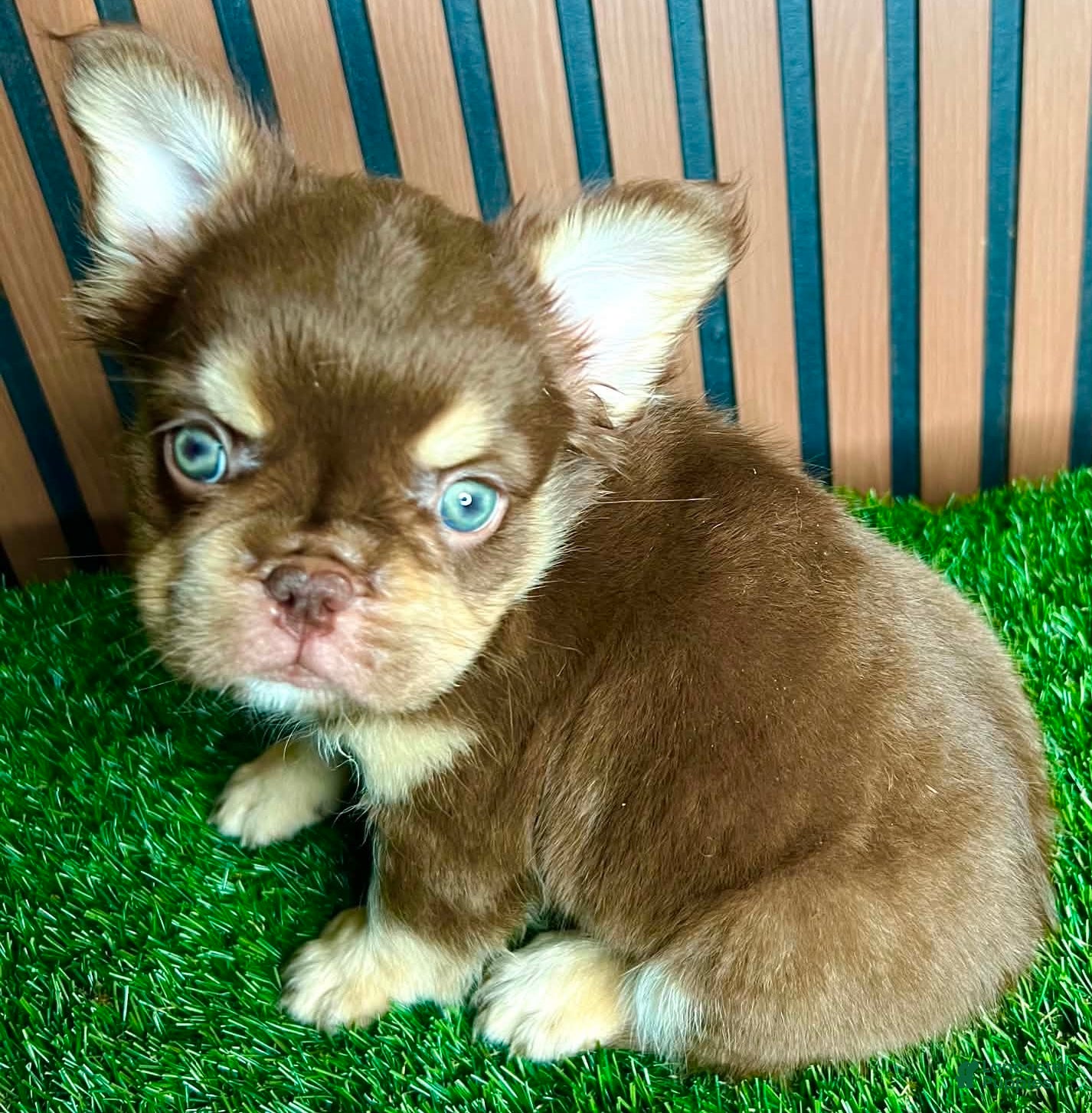 French Bulldog dogs Omarion - Ad 1