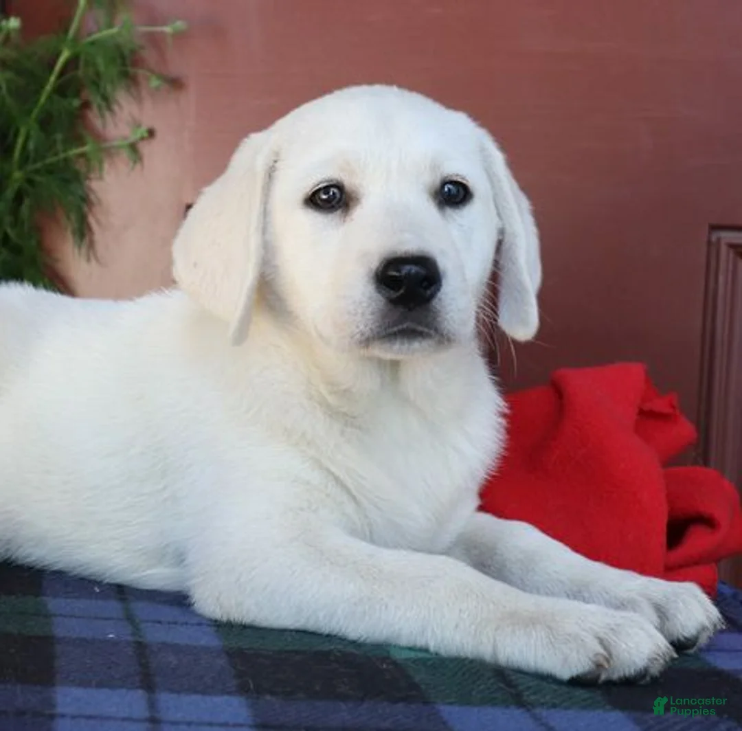 Labrador Retriever dogs for sale: Sugar - Champion line - Ad 5