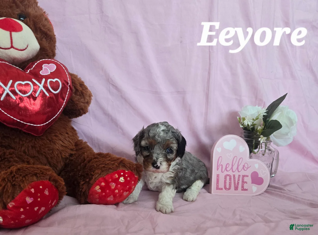 Cavapoo dogs for sale: Eyore - Ad 1