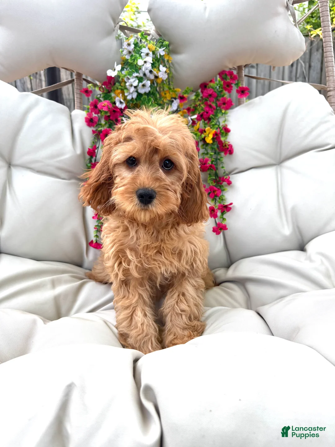 Cavapoo dogs for sale: Brin - Ad 1
