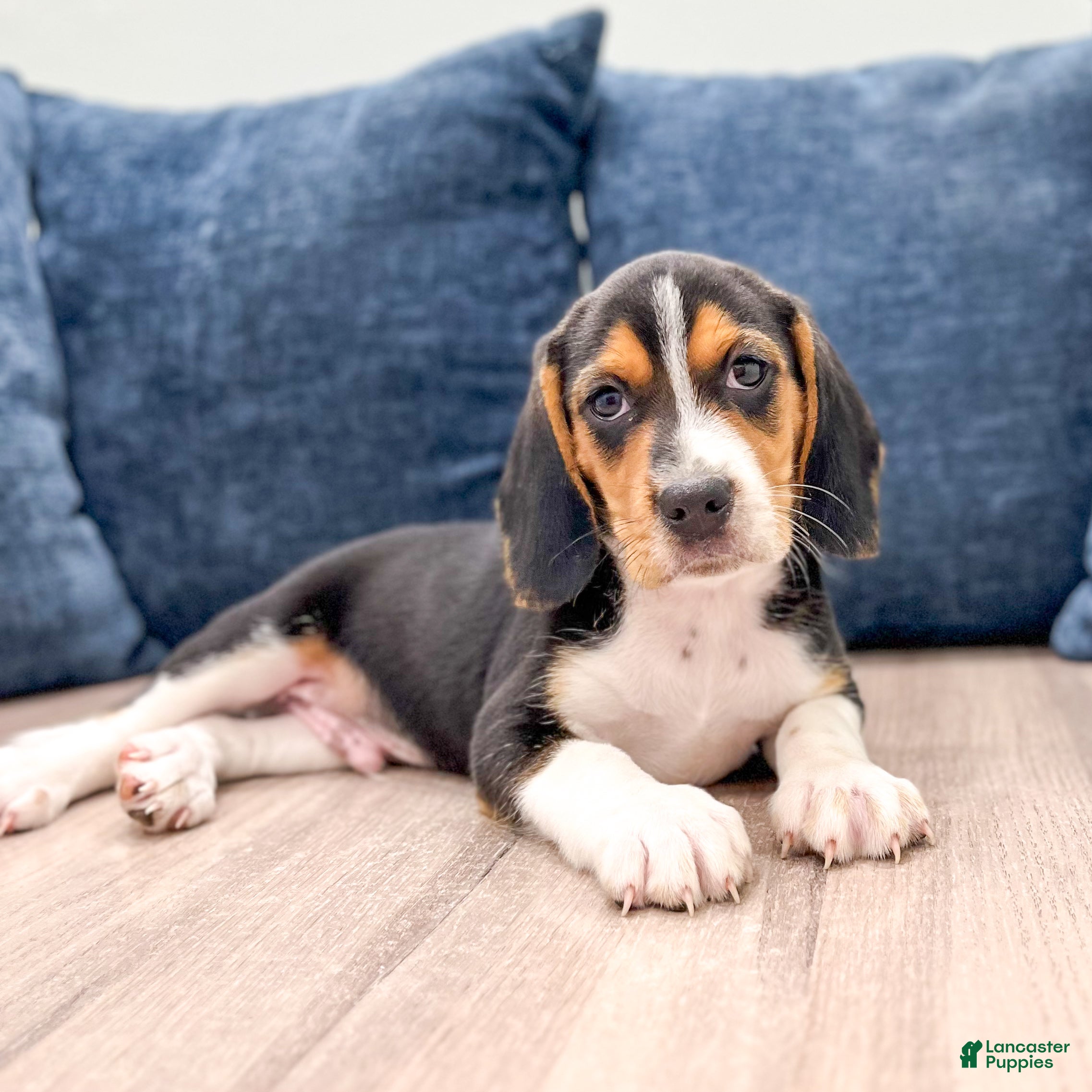 Beagle dogs Diamond - Ad 2
