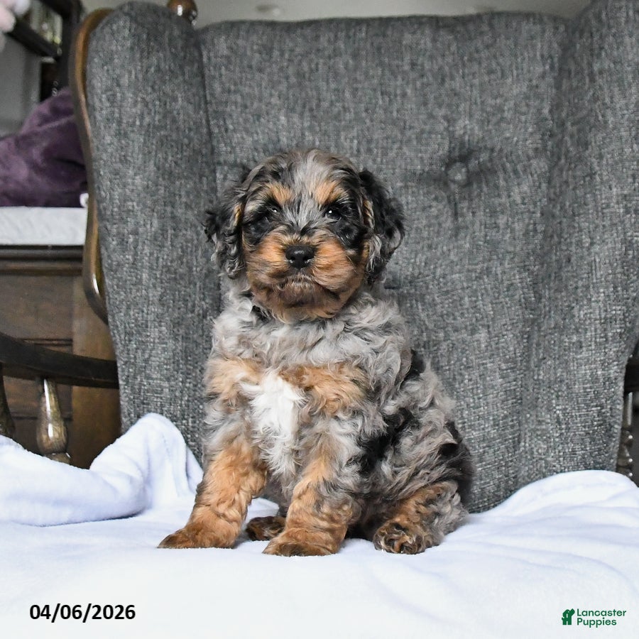 Cockapoo dogs Rocky - Ad 1