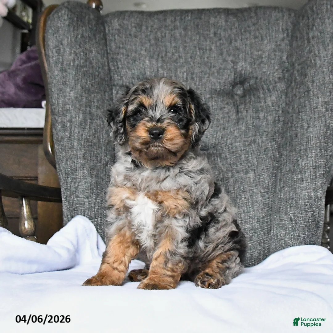 Cockapoo dogs for sale: Rocky - Ad 1