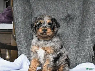 Cockapoo dogs for sale: Rocky - Ad 3