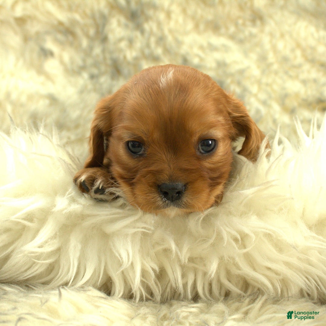 Cavalier King Charles Spaniel dogs for sale: Paul - Ad 3