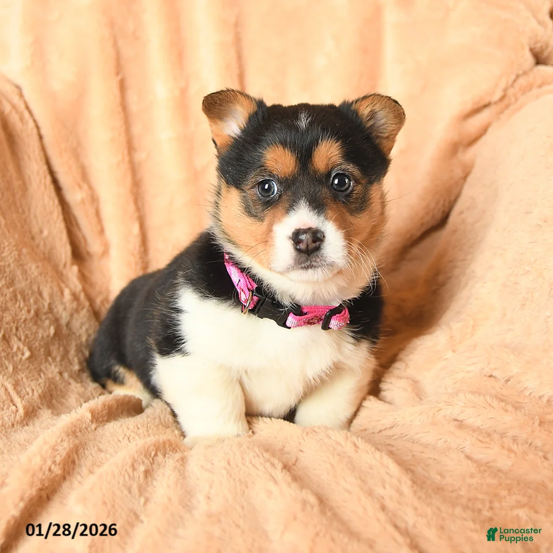 Welsh Corgi Pembroke dogs for sale: Duchess - Ad 2