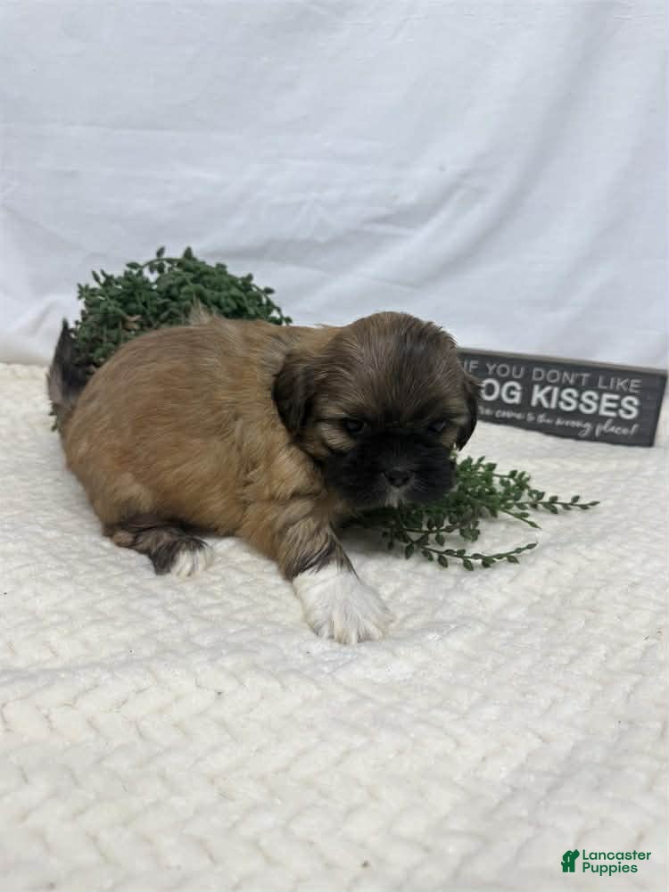 Shih Tzu dogs Jen - Ad 33