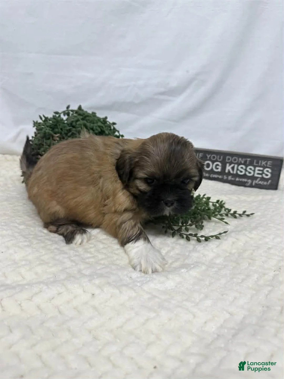 Shih Tzu dogs for sale: Jen - Ad 1