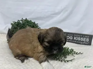 Shih Tzu dogs Jen - Ad 29